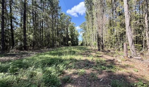 Photo #14 of 445 Morris BBQ Road, Hookerton, NC 16.5 acres