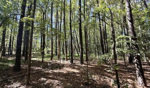 Photo #15 of 445 Morris BBQ Road, Hookerton, NC 16.5 acres