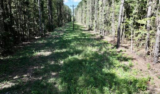 Photo #17 of 445 Morris BBQ Road, Hookerton, NC 16.5 acres