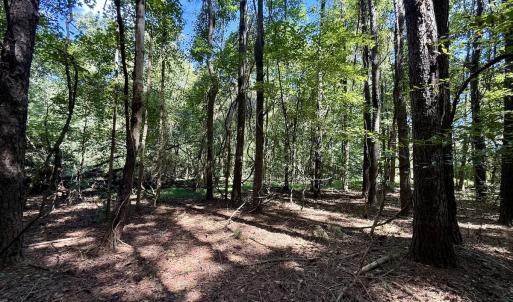 Photo #19 of 445 Morris BBQ Road, Hookerton, NC 16.5 acres
