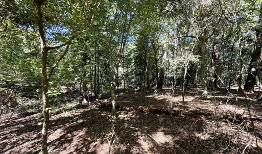 Photo #20 of 445 Morris BBQ Road, Hookerton, NC 16.5 acres