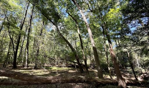 Photo #22 of 445 Morris BBQ Road, Hookerton, NC 16.5 acres