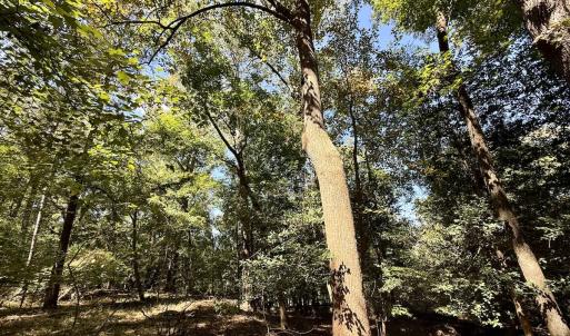Photo #24 of 445 Morris BBQ Road, Hookerton, NC 16.5 acres