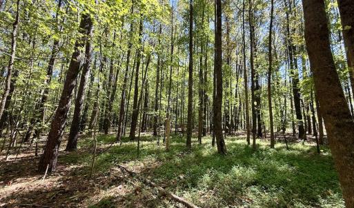 Photo #27 of 445 Morris BBQ Road, Hookerton, NC 16.5 acres