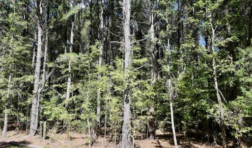 Photo #8 of 445 Morris BBQ Road, Hookerton, NC 16.5 acres