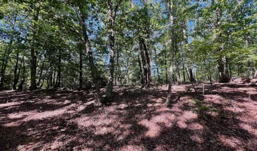 Photo #37 of Off of Brights Road, Pittsville, VA 30.4 acres