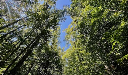 Photo #57 of Off of Brights Road, Pittsville, VA 30.4 acres