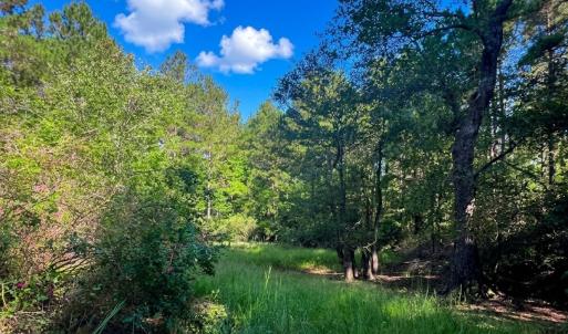Photo #1 of Off of White Oak River Rd. , Maysville, NC 106.0 acres