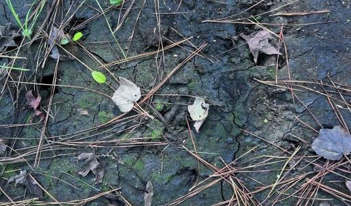 Photo #15 of Off of White Oak River Rd. , Maysville, NC 106.0 acres