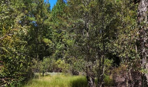 Photo #22 of Off of White Oak River Rd. , Maysville, NC 106.0 acres