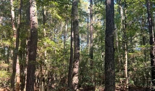 Photo #28 of Off of White Oak River Rd. , Maysville, NC 106.0 acres