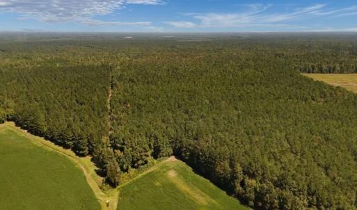 Photo #3 of Off of White Oak River Rd. , Maysville, NC 106.0 acres