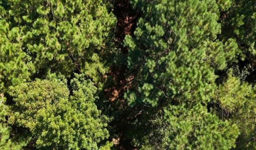 Photo #33 of Off of White Oak River Rd. , Maysville, NC 106.0 acres