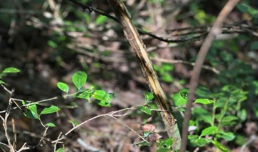 Photo #34 of Off of White Oak River Rd. , Maysville, NC 106.0 acres