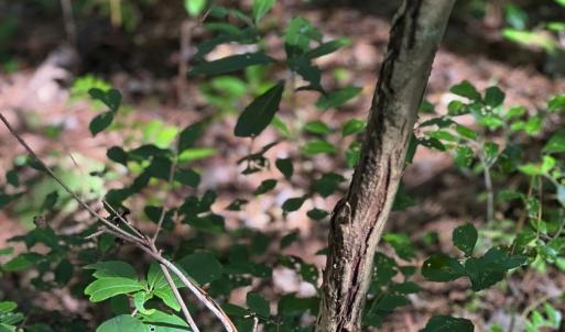 Photo #35 of Off of White Oak River Rd. , Maysville, NC 106.0 acres