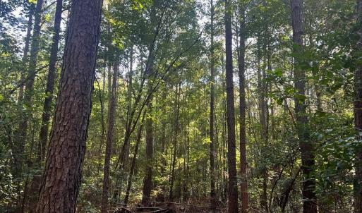 Photo #4 of Off of White Oak River Rd. , Maysville, NC 106.0 acres