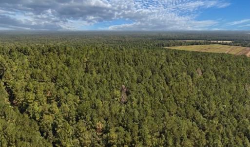 Photo #6 of Off of White Oak River Rd. , Maysville, NC 106.0 acres