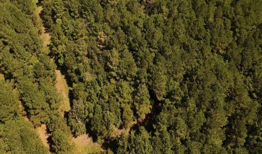 Photo #7 of Off of White Oak River Rd. , Maysville, NC 106.0 acres
