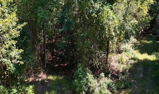 Photo #8 of Off of White Oak River Rd. , Maysville, NC 106.0 acres