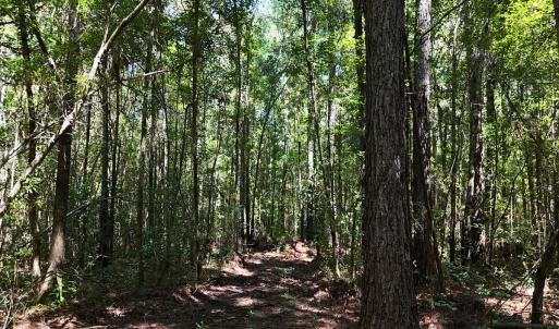 Photo #9 of Off of White Oak River Rd. , Maysville, NC 106.0 acres