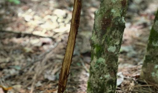 Photo #16 of Off of White Oak River Rd. , Maysville, NC 106.0 acres