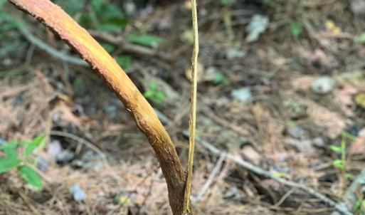 Photo #23 of Off of White Oak River Rd. , Maysville, NC 106.0 acres