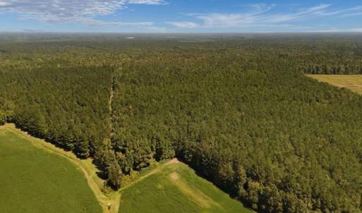 Photo #3 of Off of White Oak River Rd. , Maysville, NC 106.0 acres