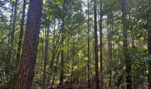 Photo #4 of Off of White Oak River Rd. , Maysville, NC 106.0 acres