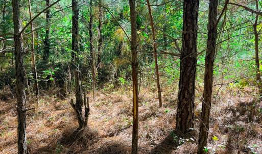 Photo #17 of Off of Blank Lane, Emporia, VA 107.0 acres