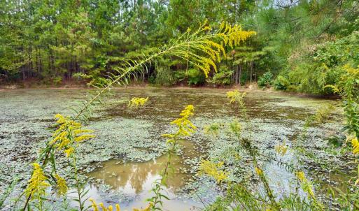 Photo #11 of Off of St. Martin Road, Oakboro, NC 82.0 acres