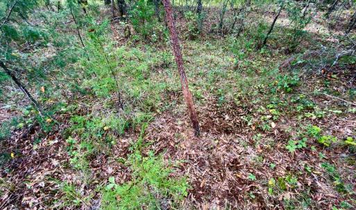 Photo #25 of Off of St. Martin Road, Oakboro, NC 82.0 acres