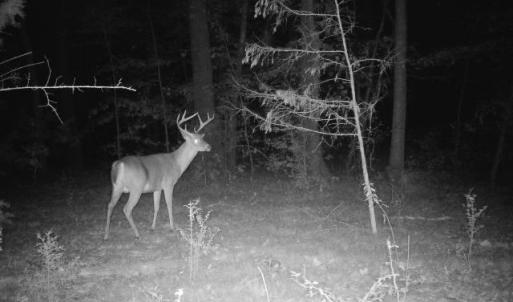 Photo #43 of Off of St. Martin Road, Oakboro, NC 82.0 acres