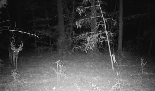 Photo #44 of Off of St. Martin Road, Oakboro, NC 82.0 acres