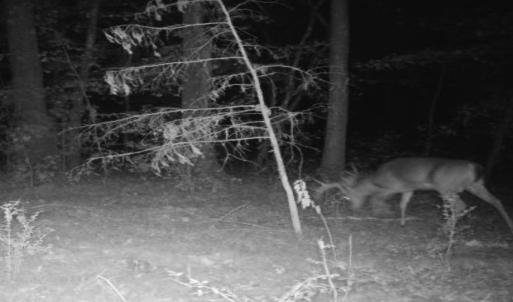 Photo #45 of Off of St. Martin Road, Oakboro, NC 82.0 acres