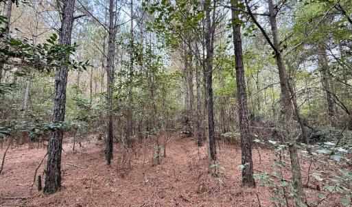 Photo #13 of Off Highway 258 South, & Lightwood Knot Road, Deep Run, NC 47.6 acres