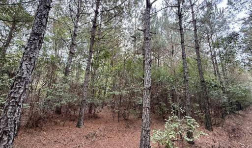 Photo #14 of Off Highway 258 South, & Lightwood Knot Road, Deep Run, NC 47.6 acres