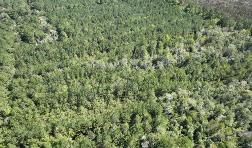 Photo #16 of Off Highway 258 South, & Lightwood Knot Road, Deep Run, NC 47.6 acres