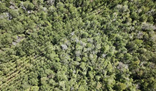 Photo #17 of Off Highway 258 South, & Lightwood Knot Road, Deep Run, NC 47.6 acres