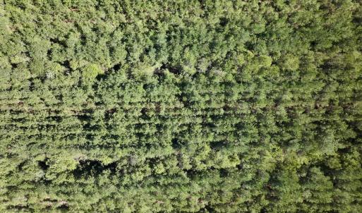 Photo #18 of Off Highway 258 South, & Lightwood Knot Road, Deep Run, NC 47.6 acres