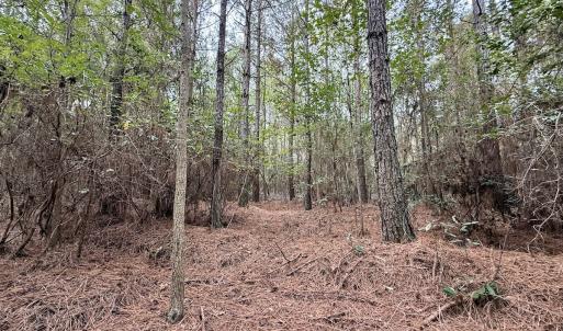Photo #22 of Off Highway 258 South, & Lightwood Knot Road, Deep Run, NC 47.6 acres