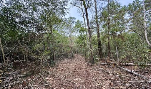 Photo #23 of Off Highway 258 South, & Lightwood Knot Road, Deep Run, NC 47.6 acres