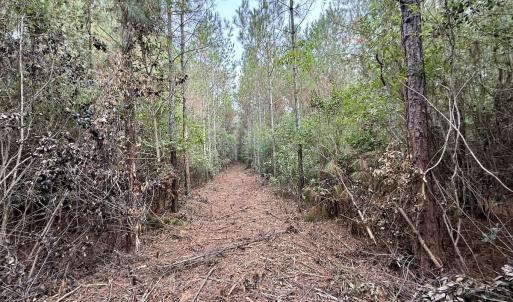 Photo #24 of Off Highway 258 South, & Lightwood Knot Road, Deep Run, NC 47.6 acres