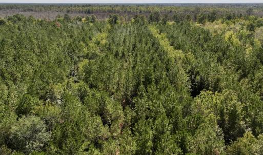 Photo #27 of Off Highway 258 South, & Lightwood Knot Road, Deep Run, NC 47.6 acres