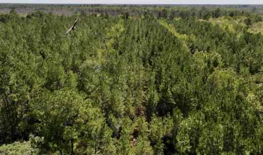 Photo #31 of Off Highway 258 South, & Lightwood Knot Road, Deep Run, NC 47.6 acres