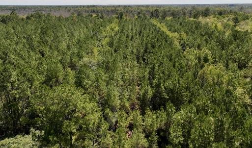 Photo #32 of Off Highway 258 South, & Lightwood Knot Road, Deep Run, NC 47.6 acres