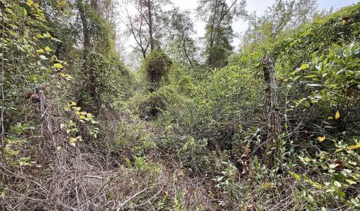 Photo #36 of Off Highway 258 South, & Lightwood Knot Road, Deep Run, NC 47.6 acres