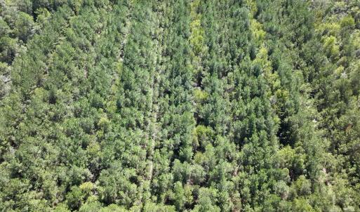 Photo #6 of Off Highway 258 South, & Lightwood Knot Road, Deep Run, NC 47.6 acres