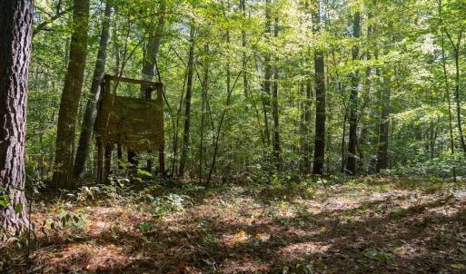 Photo #11 of Off Spring Hill Road & Off Hwy 561, Scotland Neck, NC 588.4 acres