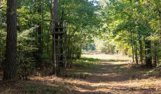 Photo #14 of Off Spring Hill Road & Off Hwy 561, Scotland Neck, NC 588.4 acres