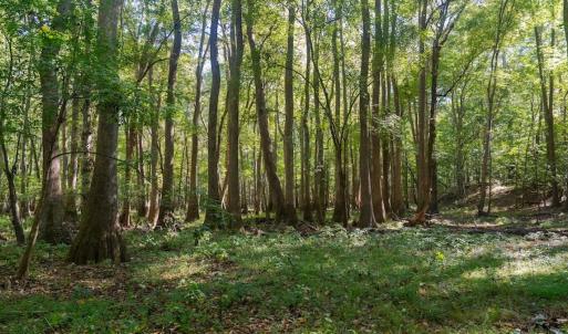 Photo #1 of Off Spring Hill Road & Off Hwy 561, Scotland Neck, NC 588.4 acres